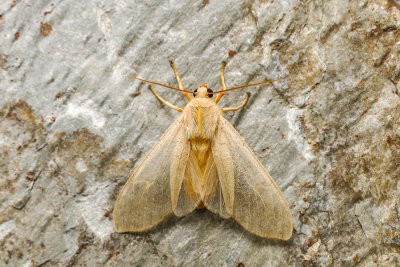  Halisidote du pommier - Banded Tussock Moth - Halysidota tessellaris - Erebids - (8203)