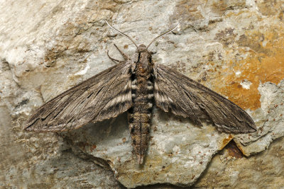 Sphinx du frêne - Great ash sphinx - Sphinx chersis - Sphingidés - (7802)