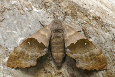 Sphinx du peuplier - Modest Sphinx - Pachysphinx modesta - Sphingids - (7828)