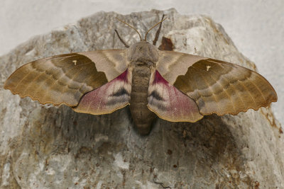Sphinx du peuplier - Modest Sphinx - Pachysphinx modesta - Sphingidés - (7828)