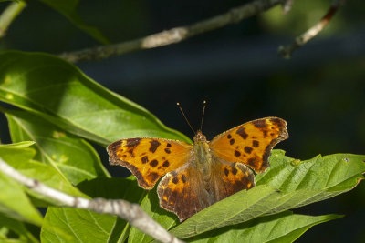 Polygone virgule - Eastern Comma - Polygona comma - Nymphalidés - (4421)