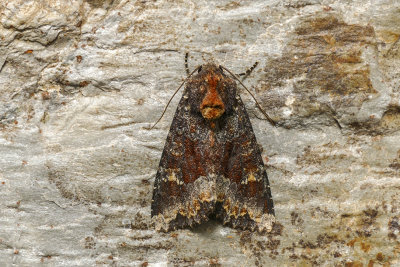 Yellow-headed Cutworm - Apamea amputatrix - Noctuids - (9348)