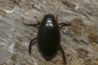 Dytique - Vertical Diving Beetle - Dytiscus verticalis - Dytiscidés