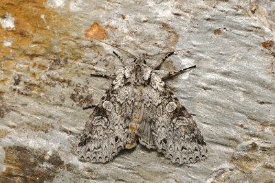 Stormy Arches - Polia nimbosa - Noctuids - (10275)