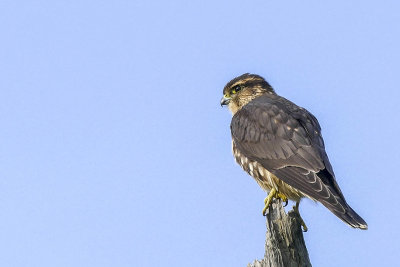 Faucon merillon - Merlin - Falco columbarius - Falconids
