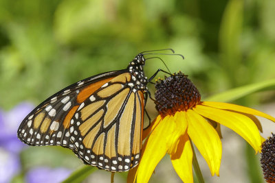 Monarque - Monarch - Danaus plexippus - Nymphalids -  (4614)