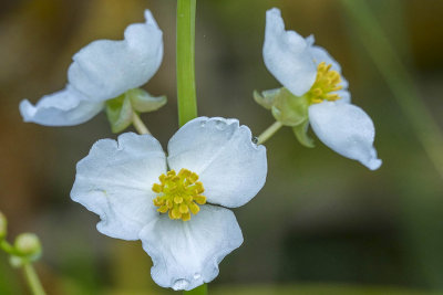 Fleur de la Sagitaire - Broad-leaved Arrowhead - Sagittaria latifolia - Alismataces