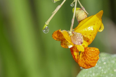 Impatiente du Cap - Spotted jewelweed - Impatiens capensis - Balsaminaces