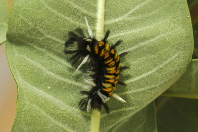 Chenille de l'Arctiide de l'asclpiade - Milkweed Tussock Moth Caterpillar - Euchaetes egle - Erebids (8238)