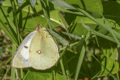 Coliade du trèfle - Clouded Sulphur - Colias philodice - Piéridés - (4209)
