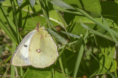 Coliade du trfle - Clouded Sulphur - Colias philodice - Pirids - (4209)