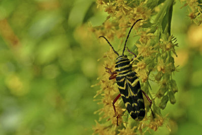 Cyllène du robinier - Locust Borer - Megacyllene robiniae - Cérambycidés