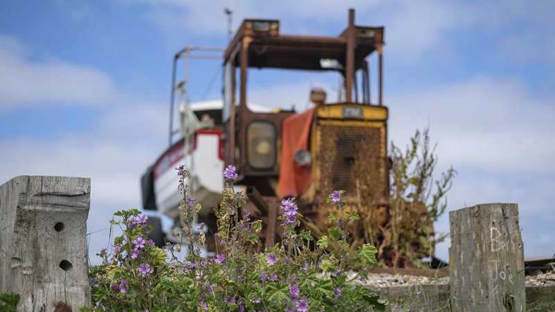 Crab Boat with Wild Beach Flowers