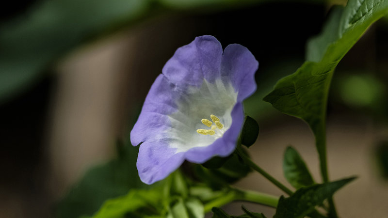 Unknown Flower