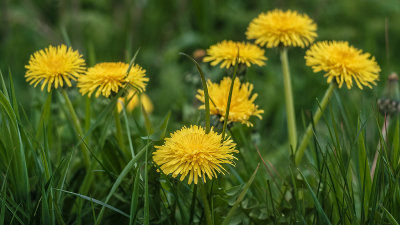 Taraxacum Platycarpum  (Common Dandelion)