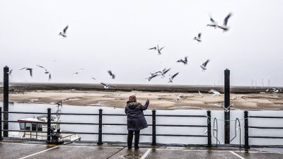The Birds, The Birds