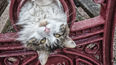 Cat in a Hole
