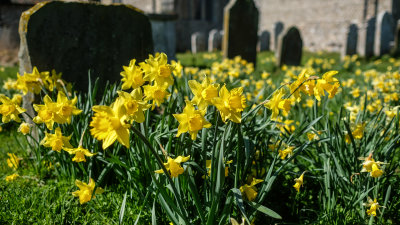 Late Daffs