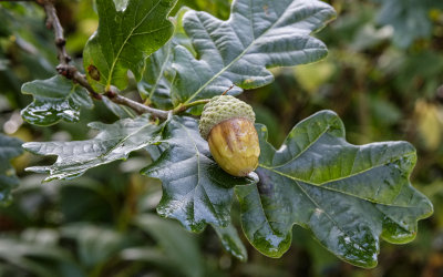 The Last Acorn