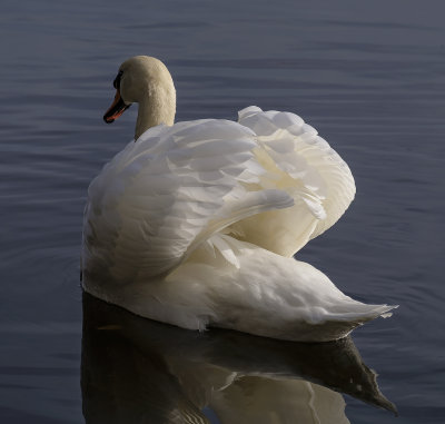 The Plumage