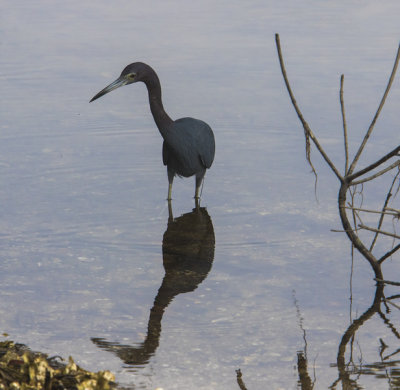 A little blue heron prospecting for dinner.