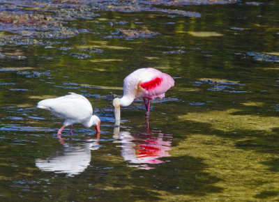An ibis and a roseate spoonbill.