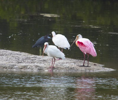 Little blue, two ibis and a roseate.
