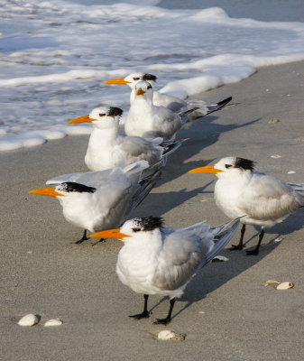 The tern organizing committee.