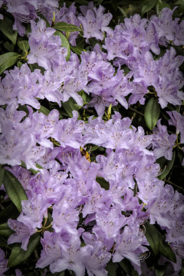 39. Azaleas blooming in the Portland Rose Garden.