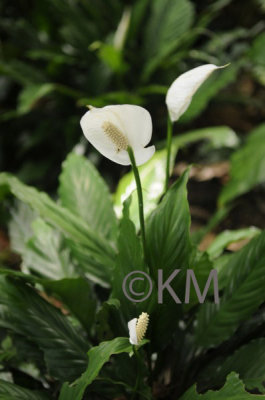 g10/53/578453/3/165057488.B5AyUsYS.jpg