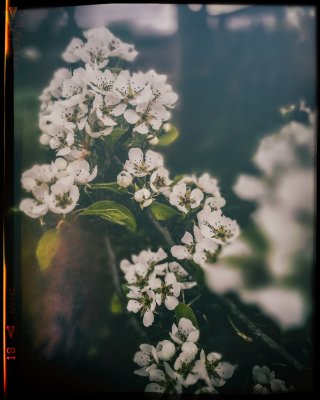 April 4th - Blossom In A Pear Tree