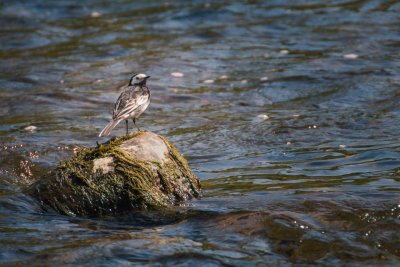 Wagtail On The Water