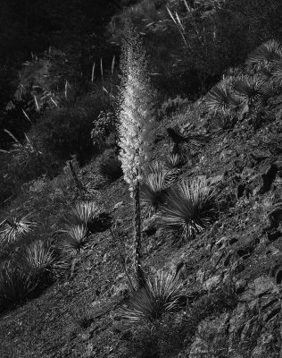 Yucca.jpg