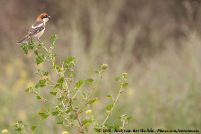 Woodchat ShrikeLanius senator ssp.