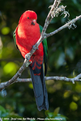 Australian King ParrotAlisterus scapularis scapularis