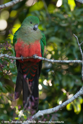 Australian King ParrotAlisterus scapularis scapularis