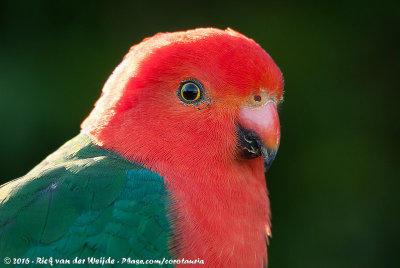 Australian King ParrotAlisterus scapularis scapularis