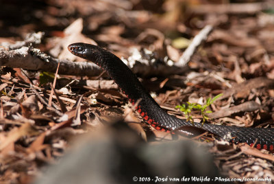 Red-Bellied Black SnakePseudechis porphyriacus