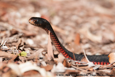 Red-Bellied Black Snake  (Zwarte Adder)