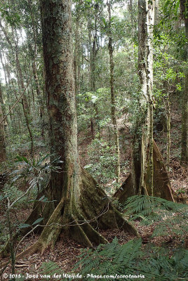 Rainforest of the Python Rock Trail
