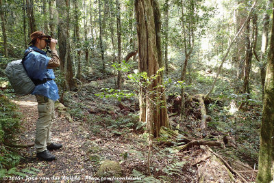 Rick birding the rainforest