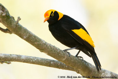 Regent BowerbirdSericulus chrysocephalus