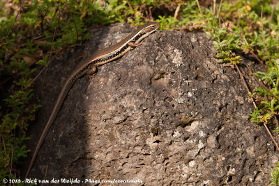 Eastern Water Skink<br><i>Eulamprus quoyii</i>