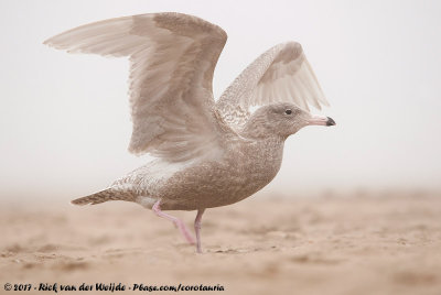 Glaucous GullLarus hyperboreus hyperboreus