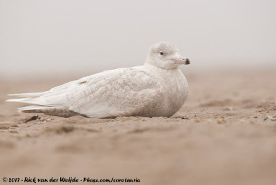 Glaucous GullLarus hyperboreus hyperboreus