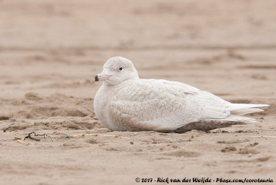 Glaucous GullLarus hyperboreus hyperboreus