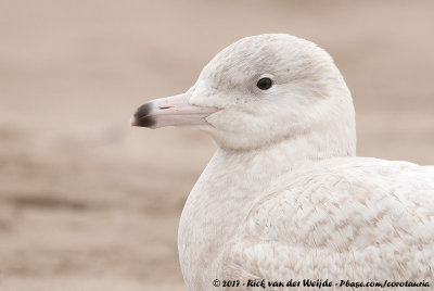 Glaucous GullLarus hyperboreus hyperboreus