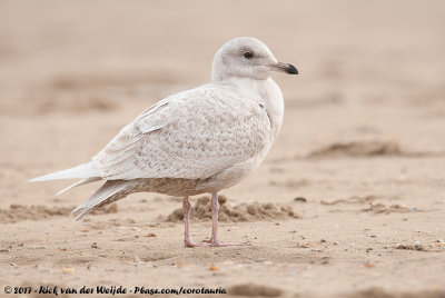 Iceland GullLarus glaucoides glaucoides