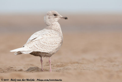 Iceland GullLarus glaucoides glaucoides