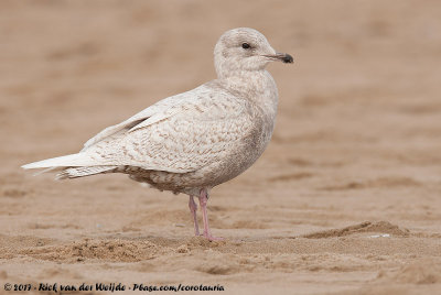 Iceland GullLarus glaucoides glaucoides